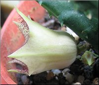 Huernia sp. Tondeldoos 2